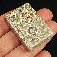 Chrysanthemum Fossil Coral